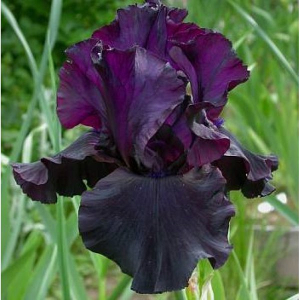 Ирис Рейхенбаха