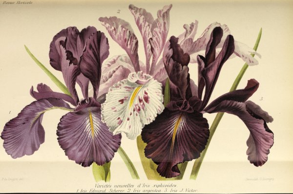 Скетчбук «ирисы»