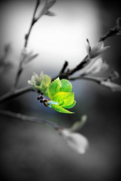 Монохромные цветы