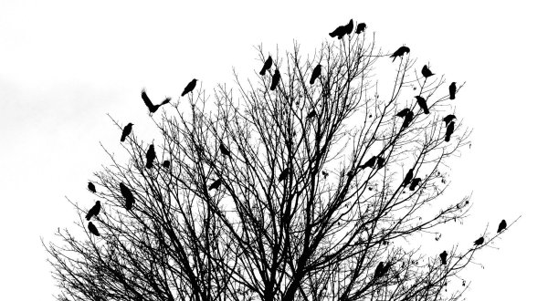 Серые цветы в природе