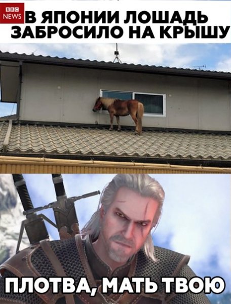 Плотва Ведьмак мемы