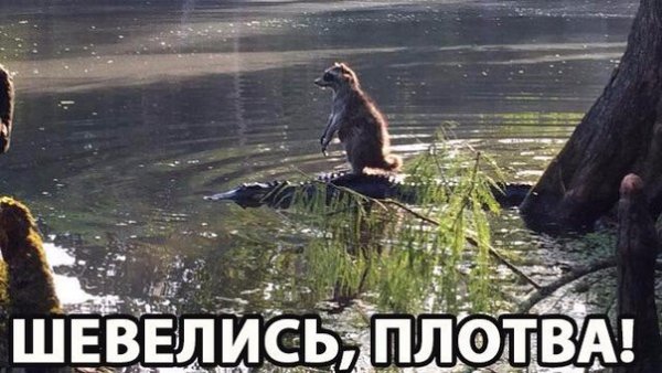 Вперед плотва