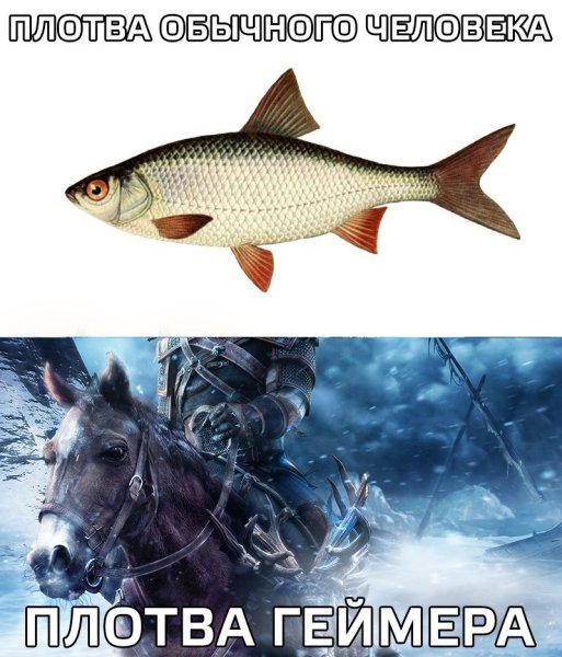 Плотва рыба прикол