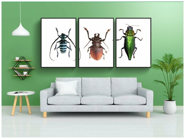 Крылатые жуки картинки название