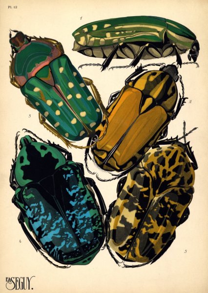 Thea Gouverneur History of insects