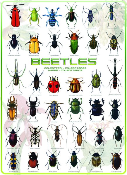 Группа жуки батарейка