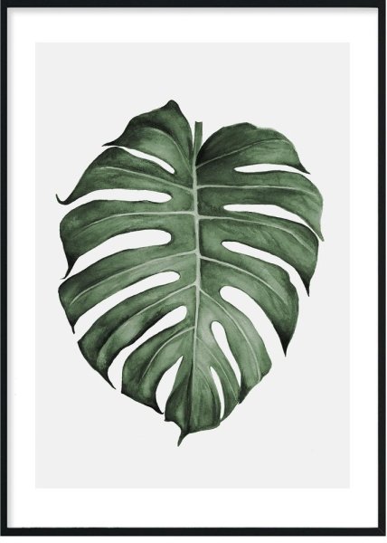 Постер «лист монстеры»