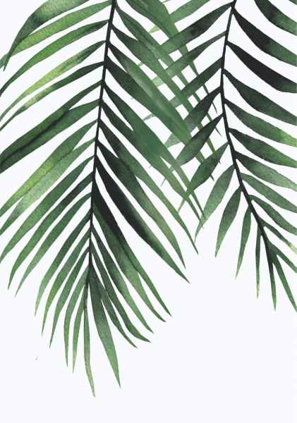 Листья пальмы акварель