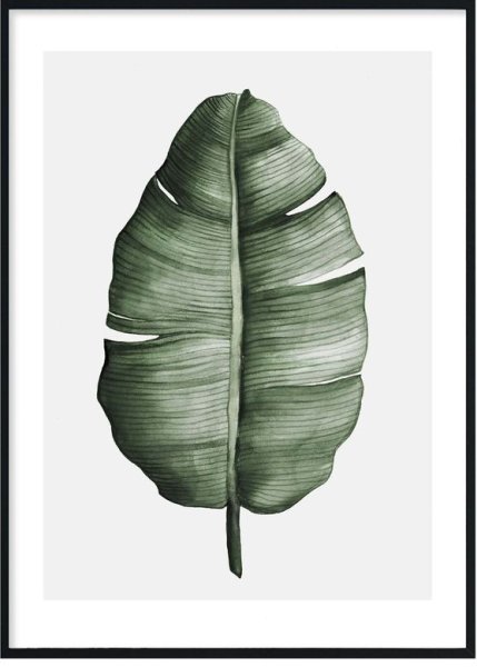 Постер ботаника лист