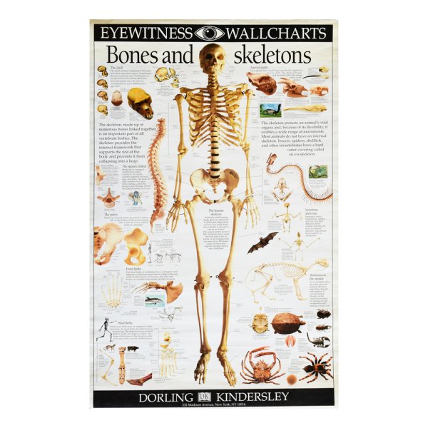 Постер скелет