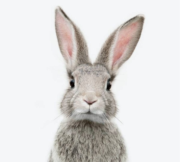 Акварельные зайчики для детской