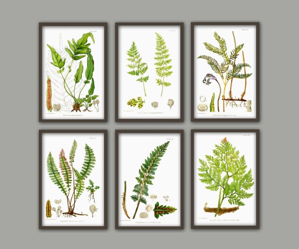 Растительные постеры