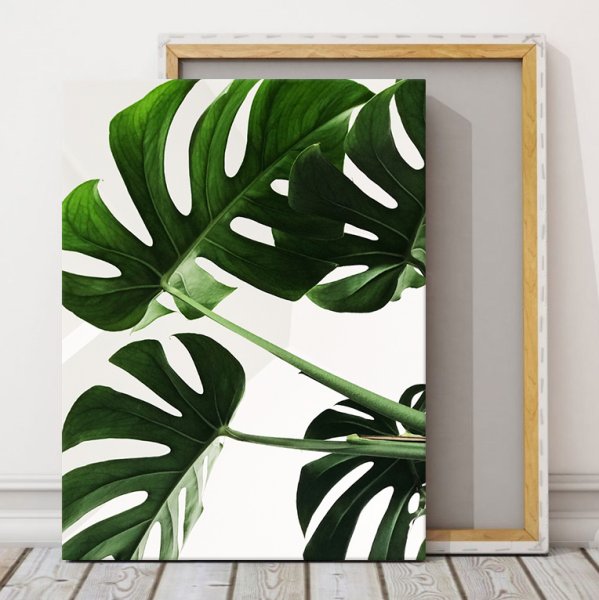 Monstera рус. Монстера