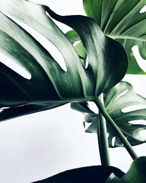 Монстера Маргината