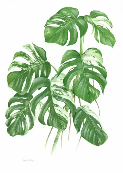 Монстера Альба