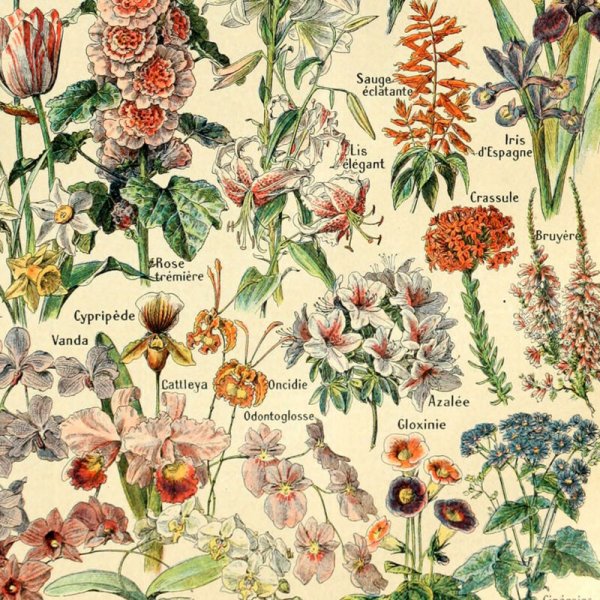 Винтажные принты с растениями