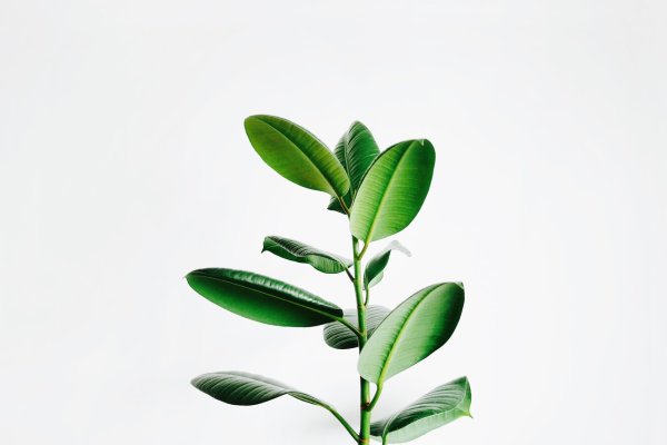 Лист фикуса