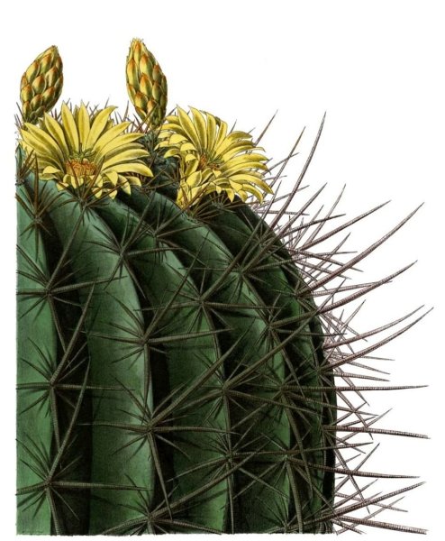 Echinocactus platyacanthus jmt387