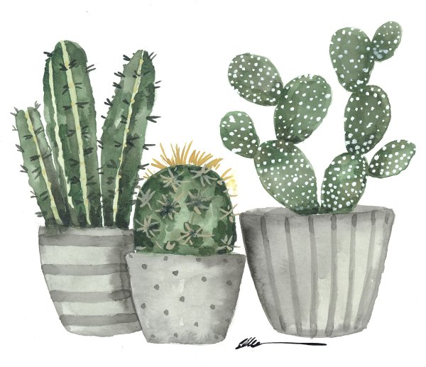 Кактус акварелью