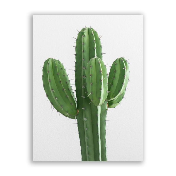 Постер на стену Кактус