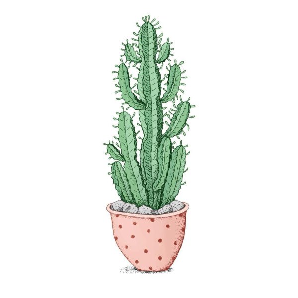 Кактусы декоративные композиции