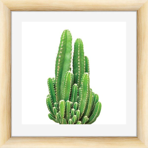 Постер Кактус