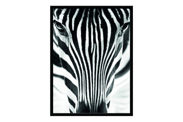 Зебра с пузырем