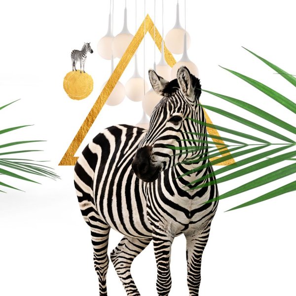 Зебра вид сзади