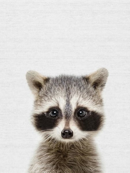 Baby енот Постер