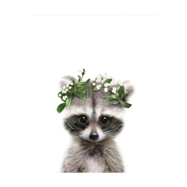 Енот с цветком
