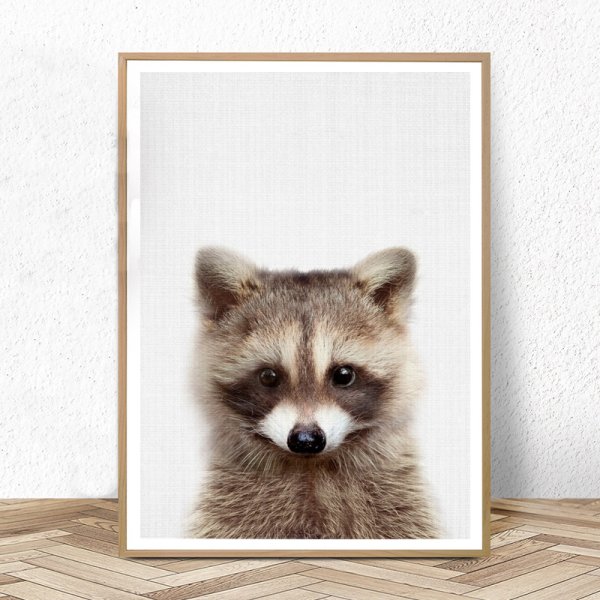 Постер енот