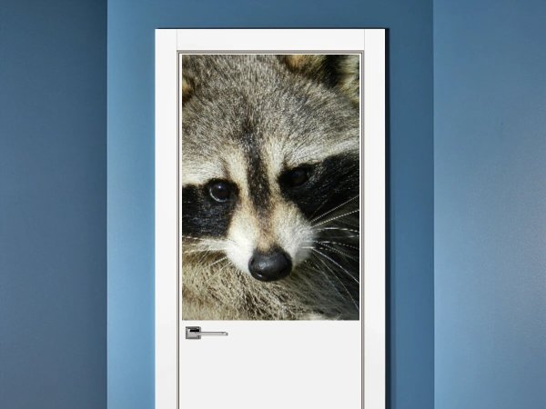 Енот с плакатом