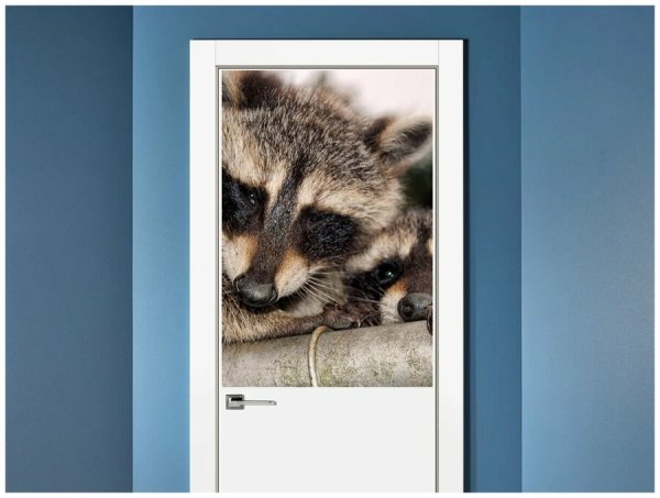 Постер енот