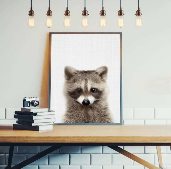 Енот с сердцем