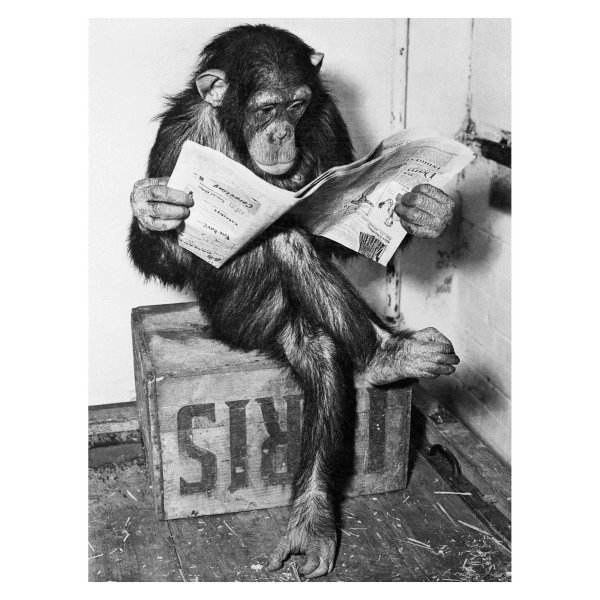 Обезьянка с газетой