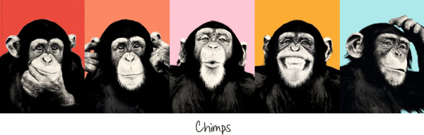 Постер обезьяны