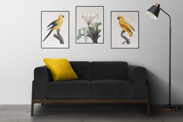 Плакат Birds (птицы)