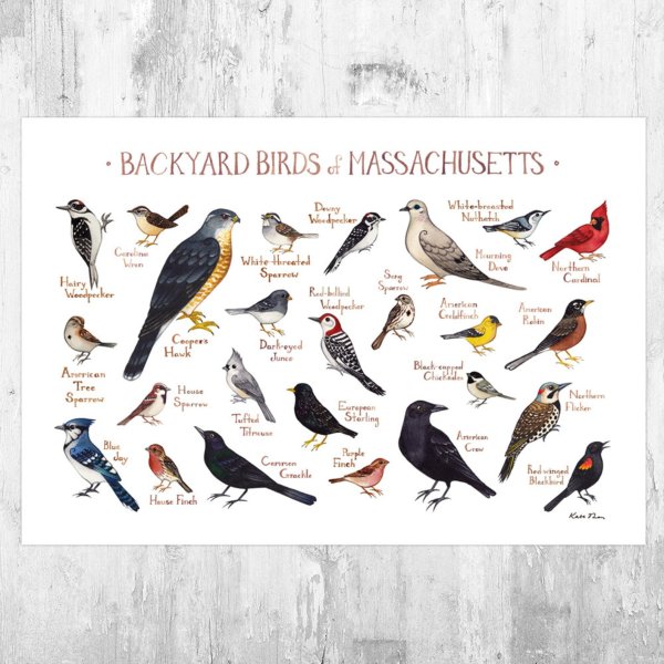 Постеры с птицами для интерьера