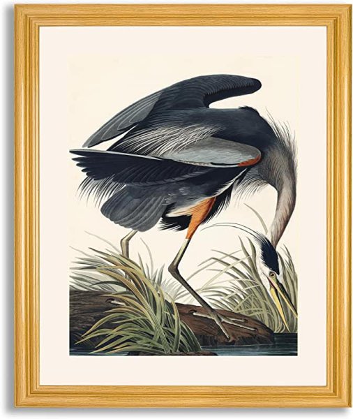 Дитер Браун птицы