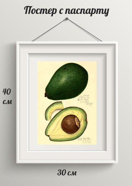 Авокадо кот