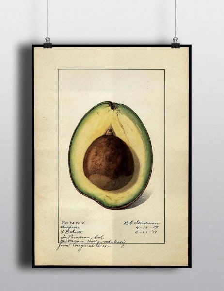 Авокадо прикольные