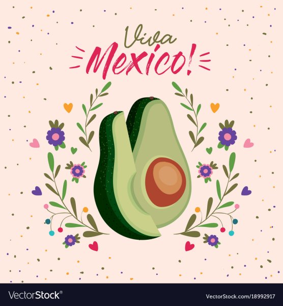 Ботаническая иллюстрация авокадо