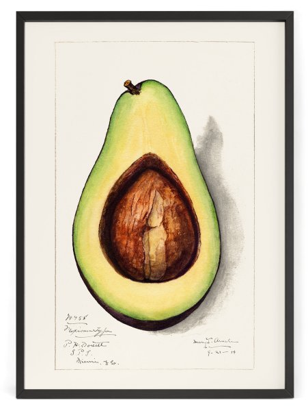 Постеры на стену с авокадо