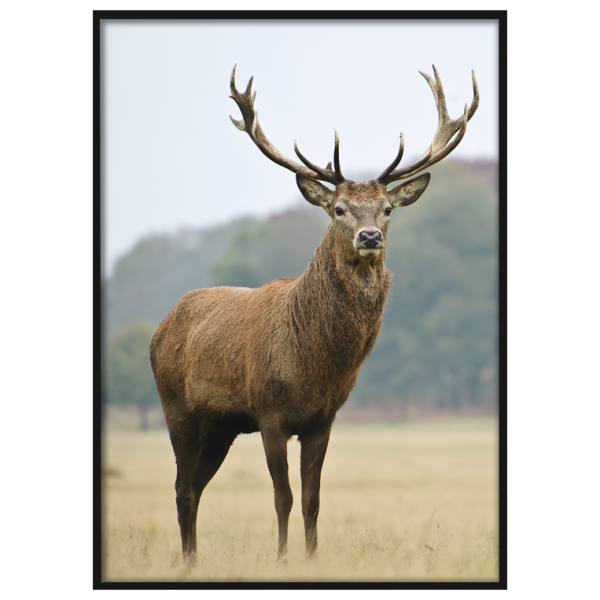 Рамка с оленем