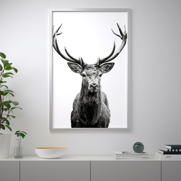 Постер олень