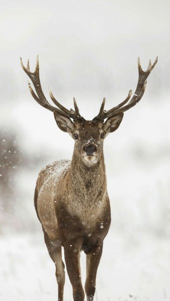 Постер с оленем в скандинавском стиле