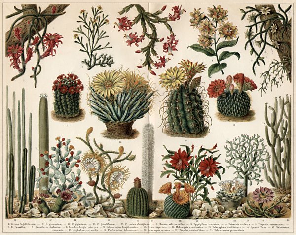 Опунция Ботанический атлас