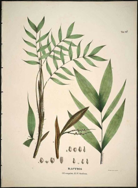 Ботанические постеры для печати