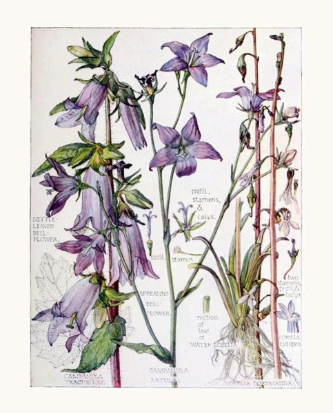 Ботанические иллюстрации Изабелла Адамс