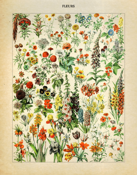 Адольф Миллот - Ботанические иллюстрации